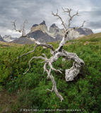 Nothofagus antarctica