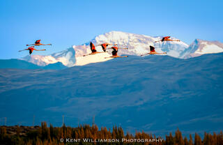 Chilean Flamingos in Flight