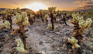 Cholla Cactus beds at Sunset