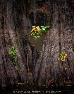 Lone Cypress Trunks