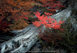Autumn Color at Chorillo del Salto