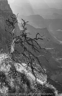 Tree Hangs over South Rim