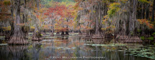 Cypress Gallery in Texas Swamp, Autumn