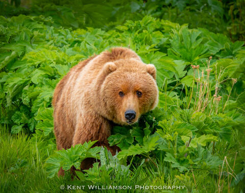 Alaska