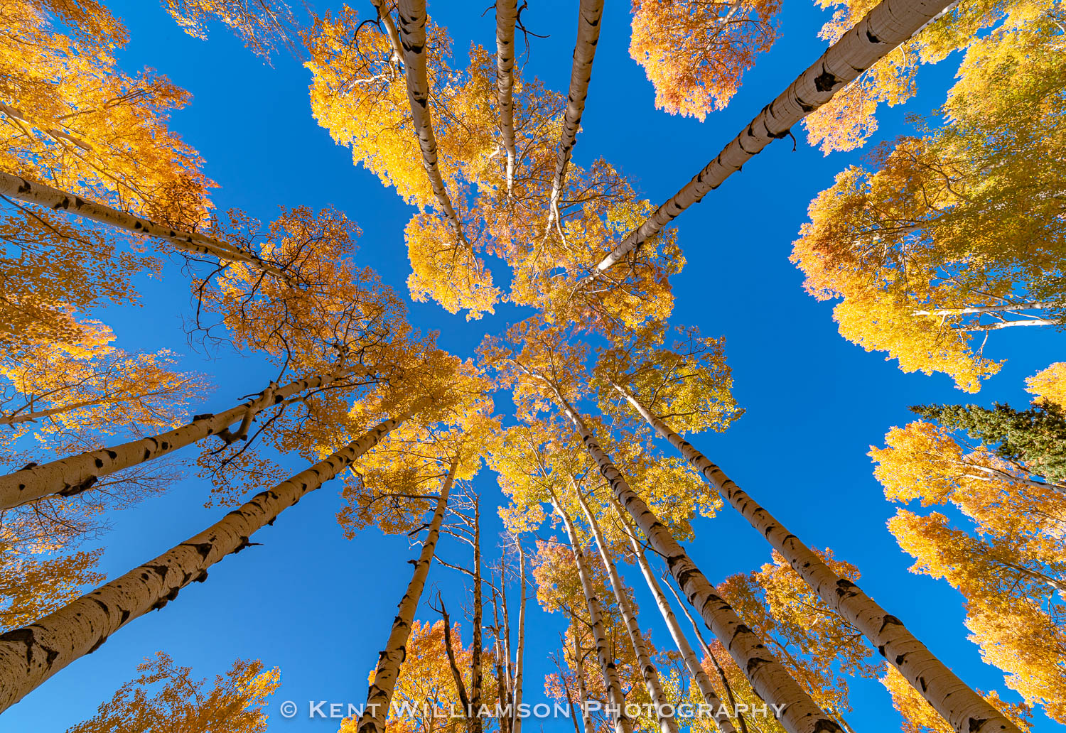I captured this image during a hiking trip through Uncompahgre Wilderness in Autumn of 2019.