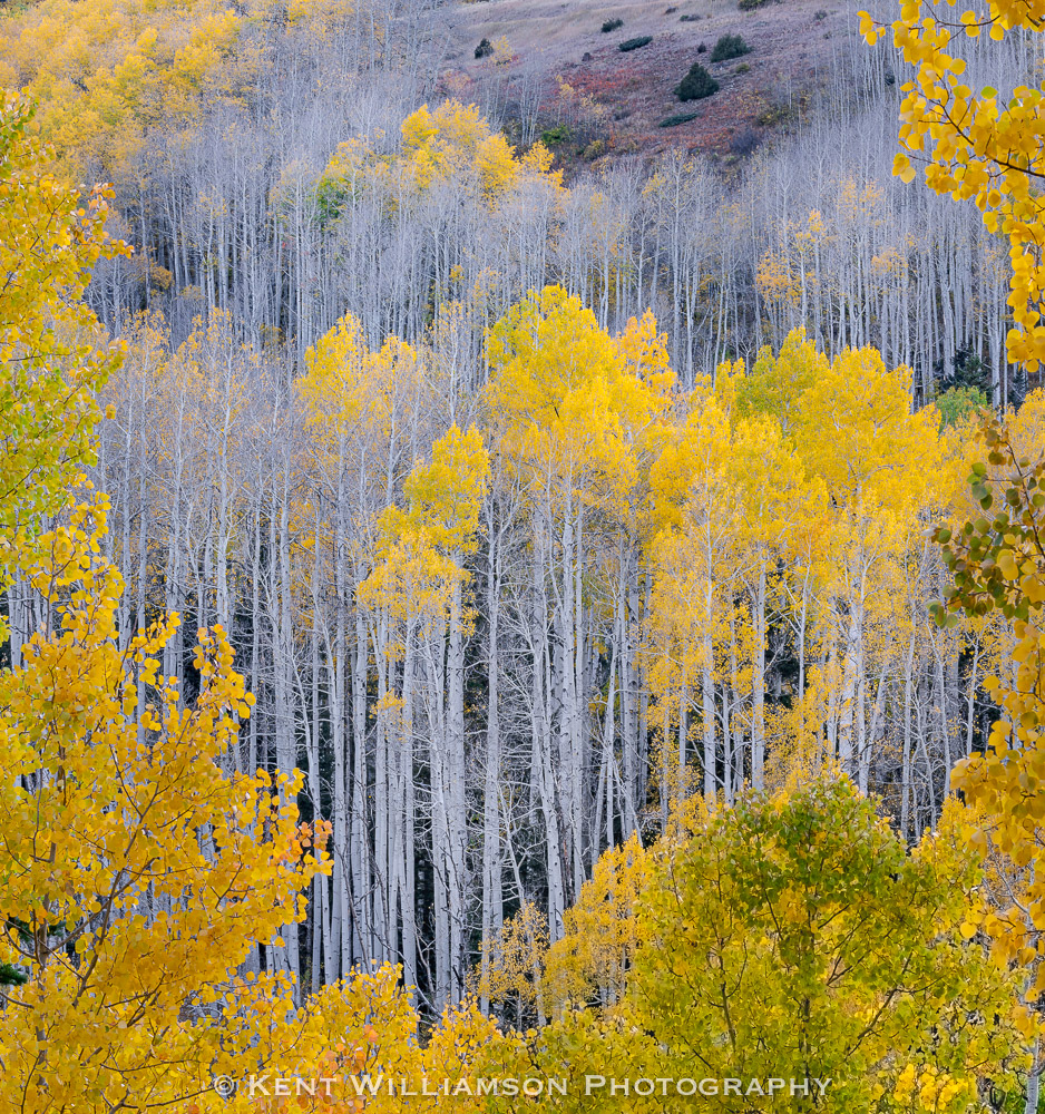 Autumn color near Telluride, Colorado