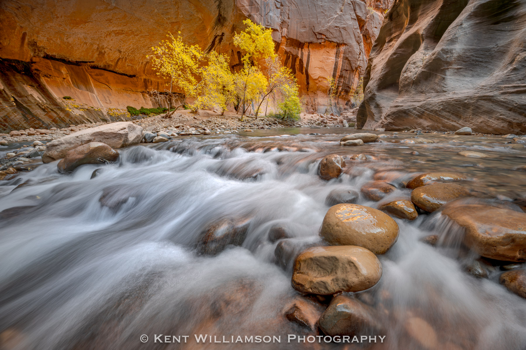 Autumn in the Narrows I captured this image of Cottonwood Trees in Autumn while hiking through the Narrows in Zion on a cold day. The river was particularly...