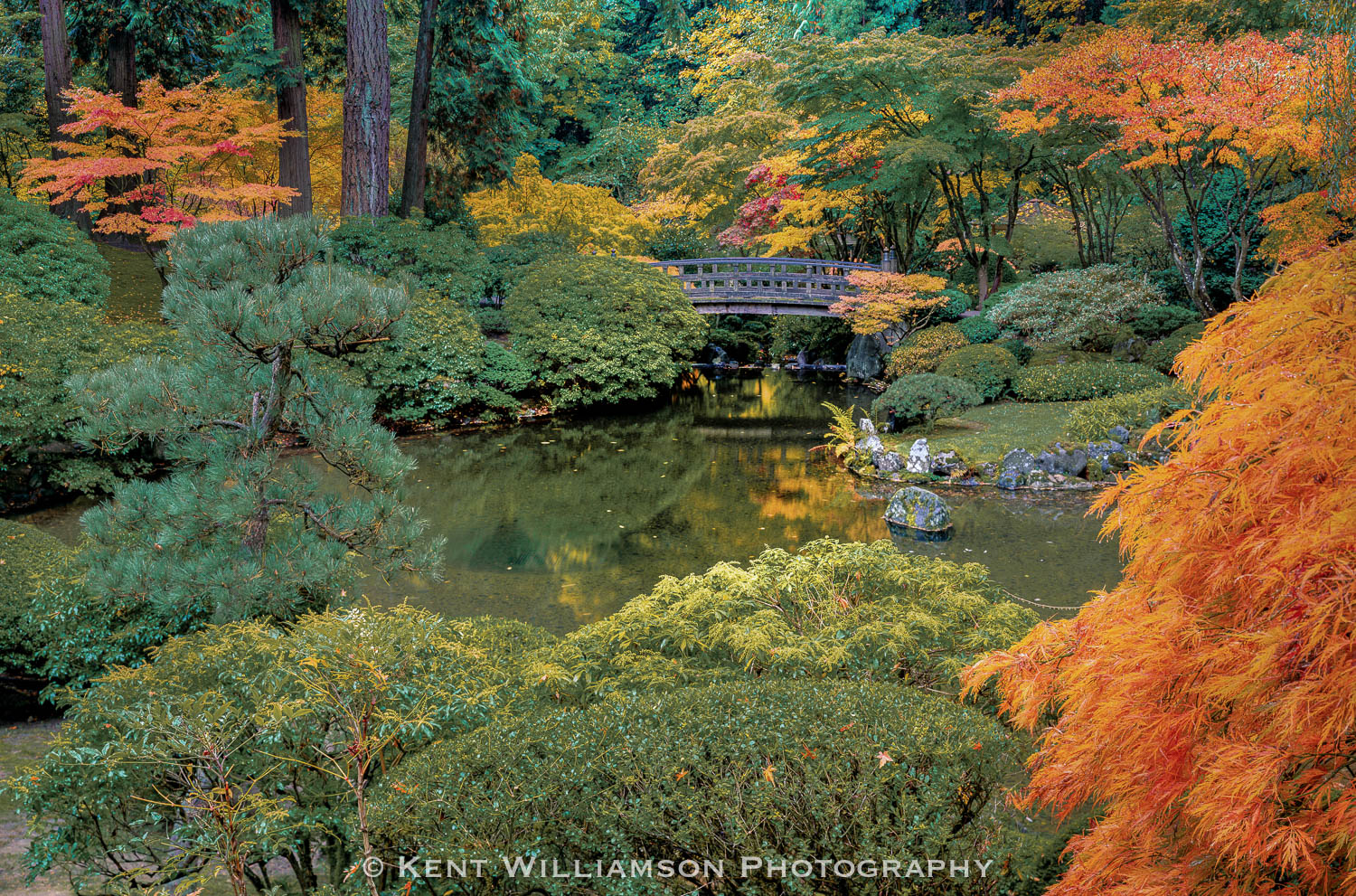 Japanese Garden in Autumn Myriad of color in Portland Japanese Garden. This photograph was taken with an Arca Swiss 4x5" field camera, and Fuji Velvia...