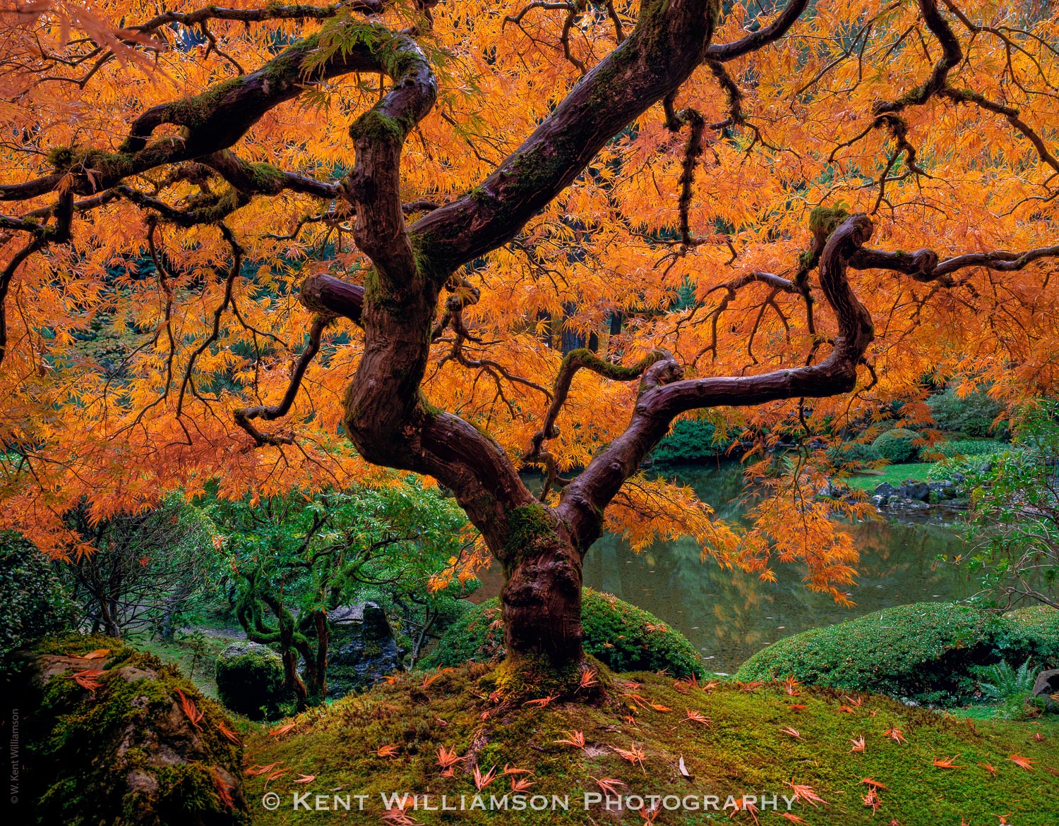 Brilliant Japanese Maple color in Autumn at Portland Japanese garden.  This photograph was taken using an Arca Swiss 4"x5" field...