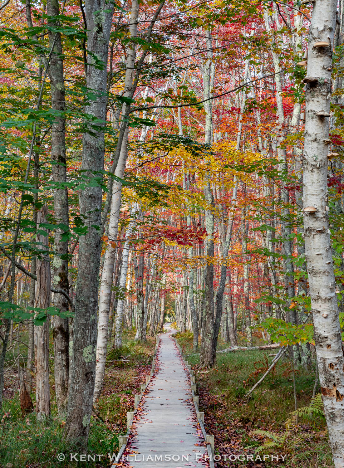 Vivid color display in Autumn at Sieur De Monts in Acadia National Park, Fall 2021