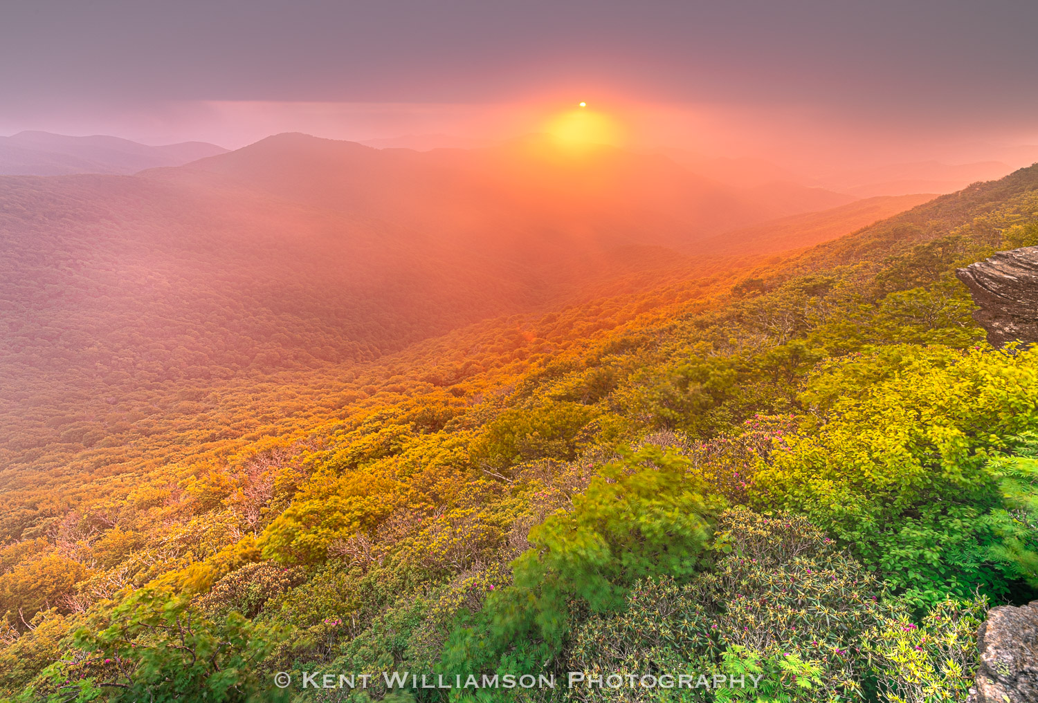 Foggy Sunset at Craggy Sun sets through fog at Craggy Gardens along the Blue Ridge Parkway in late spring. Rhododendron are just beginning to bloom...